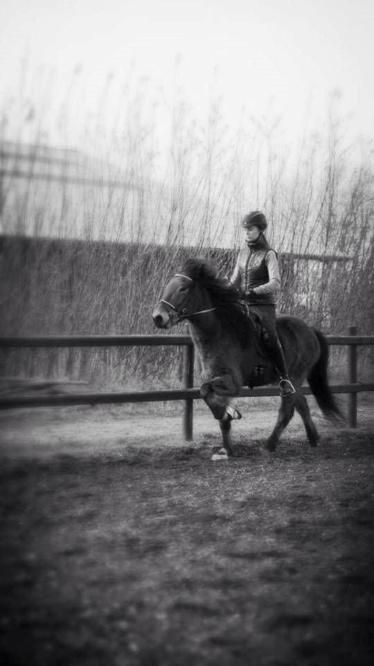 Islænder Siggi fra Ravnehøj billede 10