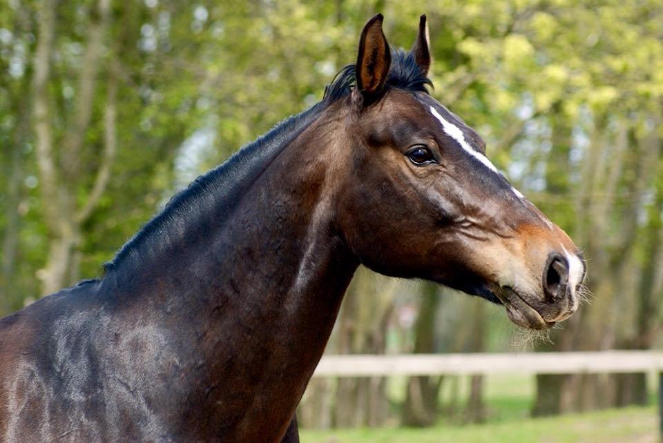 Oldenborg Kikki Mølgaard - LB foto billede 16