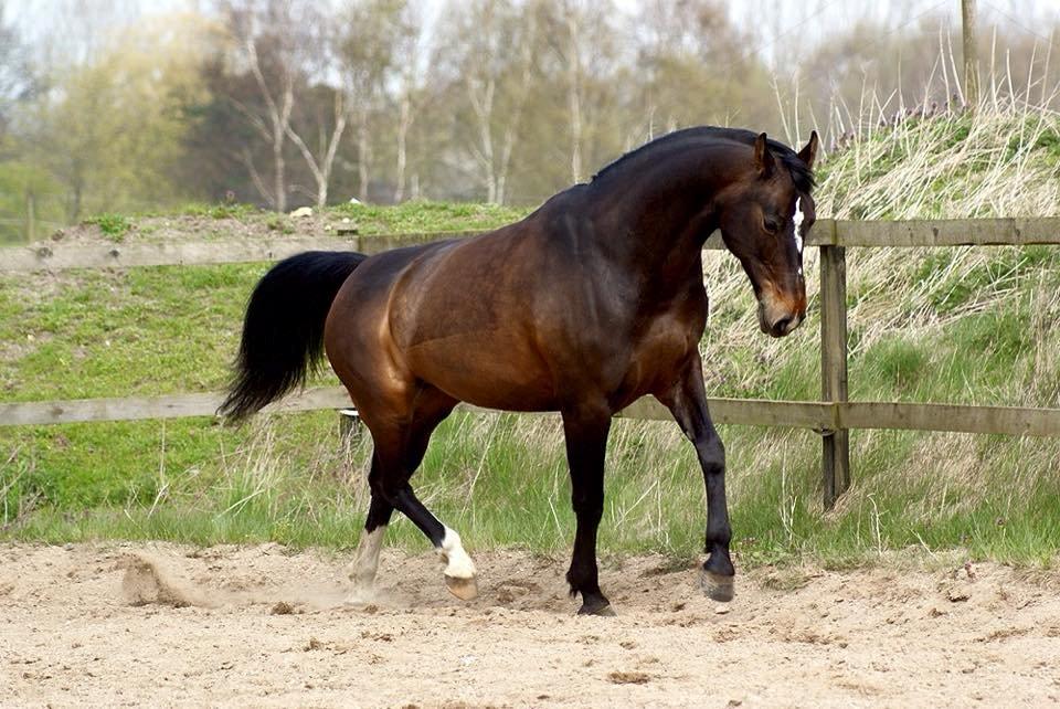 Oldenborg Kikki Mølgaard - LB foto billede 17