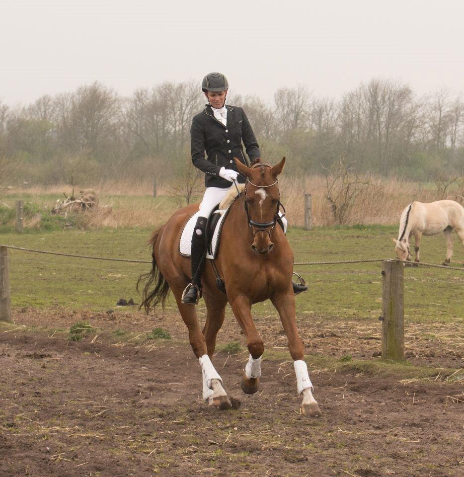 Dansk Varmblod Ça va? billede 43