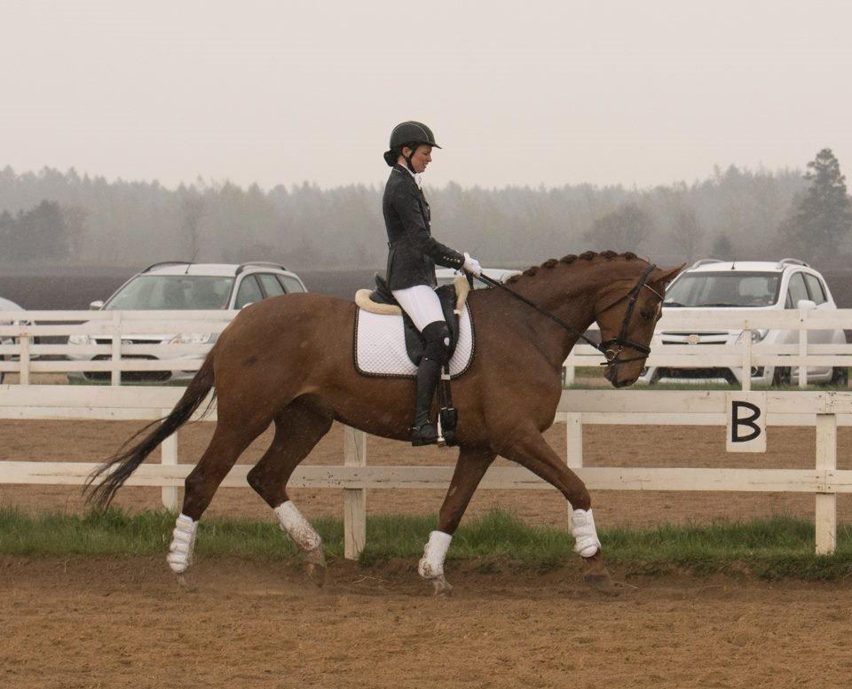 Dansk Varmblod Ça va? billede 44