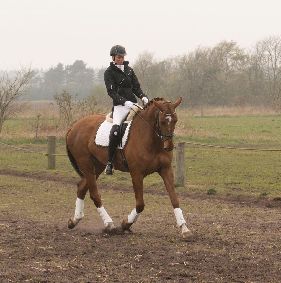 Dansk Varmblod Ça va? billede 45