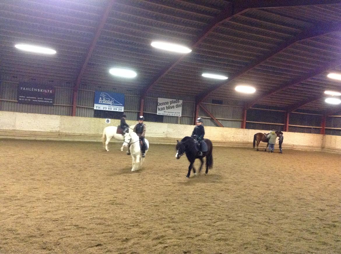 Anden særlig race Karlo (rider ham) - min veninde sara der rider på karlo billede 1