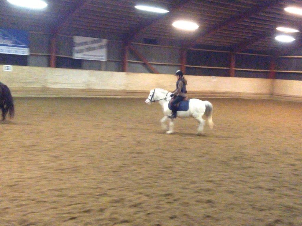 Anden særlig race Karlo (rider ham) - min veninde sara der rider på karlo billede 3