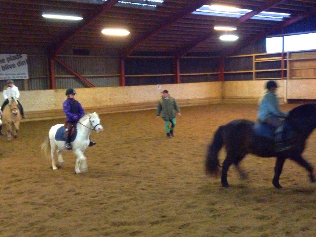 Anden særlig race Karlo (rider ham) - første gang jeg prøvede ham billede 2