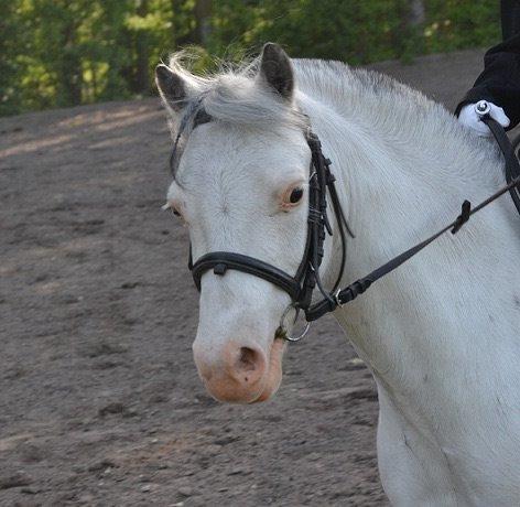 Anden særlig race Karlo (rider ham) billede 4