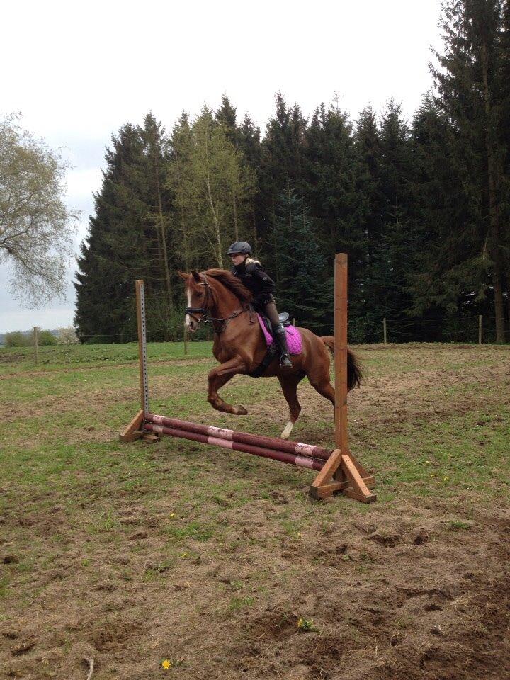 Tysk Sportspony Heidi (Duchesse) - så tager vi et lille hop😀 billede 9