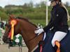 Hollandsk Sportspony Cesar [Tidl. hest]