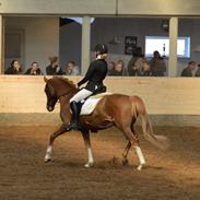 Tysk Sportspony Chico's Bunter WE B-Pony