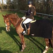 Anden særlig race Nelly