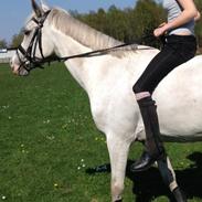 Arabisk fuldblod (OX) Daydream ox