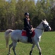 Arabisk fuldblod (OX) Daydream ox