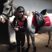 Arabisk fuldblod (OX) Daydream ox