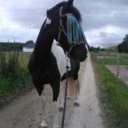 Barockpinto Makayla ( Maggie )