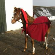 Welsh Partbred (Sec F) Lundenæsgårds Lucca