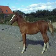 Welsh Partbred (Sec F) Lundenæsgårds Lucca