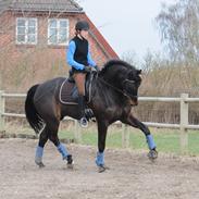 Tysk Oldenburger Radonis Royal (Per)