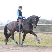 Tysk Oldenburger Radonis Royal (Per)