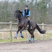 Tysk Oldenburger Radonis Royal (Per)