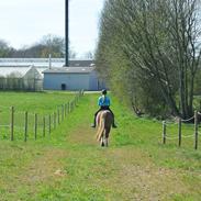 Welsh Cob (sec D) Thibaud