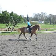 Welsh Cob (sec D) Thibaud