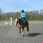 Welsh Cob (sec D) Thibaud