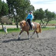 Welsh Cob (sec D) Thibaud