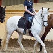 Lusitano Zapatero (spa)