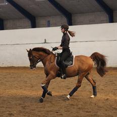 Arabisk fuldblod (OX) Stuntvil OX