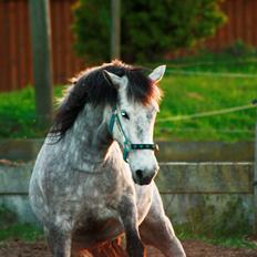Anden særlig race Takita
