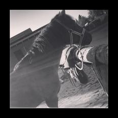 Dartmoor Kjærholms Hale Bob