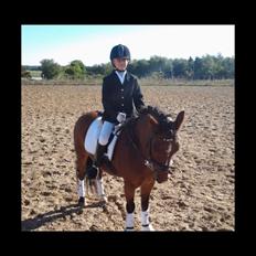 Dartmoor Kjærholms Hale Bob