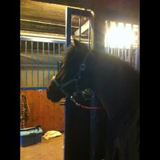 Dartmoor Kjærholms Hale Bob