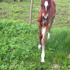 DSP Fuglsøgård's Gaia