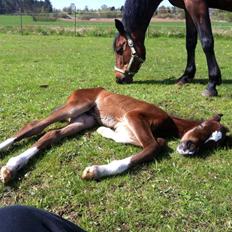 DSP Fuglsøgård's Gaia