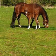 DSP Fuglsøgård's Gaia