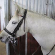 Welsh Pony (sec B) manja spring