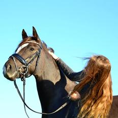 Welsh Partbred (Sec F) Mølgaards Comtessa