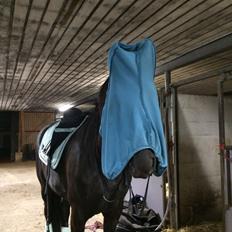 Frieser / dsp Lykkegaard's Carbon