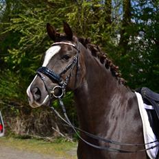 Welsh Partbred (Sec F) Mølgaards Comtessa