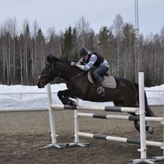 Hollandsk Sportspony Beauty For Bell