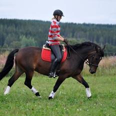 Hollandsk Sportspony Beauty For Bell