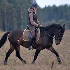 Hollandsk Sportspony Beauty For Bell