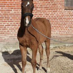 Anden særlig race Nuit d'hiver Felix