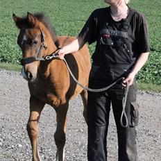 Anden særlig race Nuit d'hiver Felix