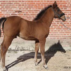 Anden særlig race Nuit d'hiver Felix