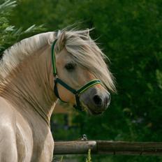 Fjordhest Mosegårdens Hauge *avlshingst*