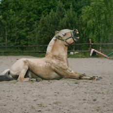 Fjordhest Mosegårdens Hauge *avlshingst*