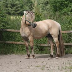 Fjordhest Mosegårdens Hauge *avlshingst*