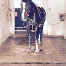 DSP Spirit M (Trænet) [Tidl. Hest]